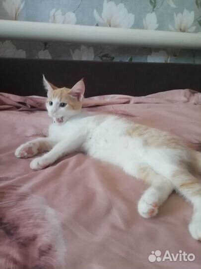 Котята мейн-кун