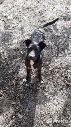 Собака стерилизованная