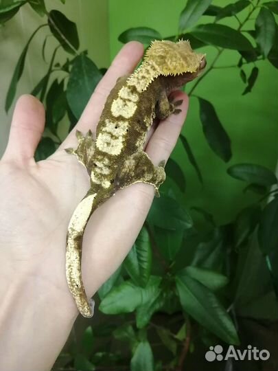 Реснитчатые бананоеды. Самец и самка