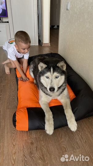 Лежанка для собак бу