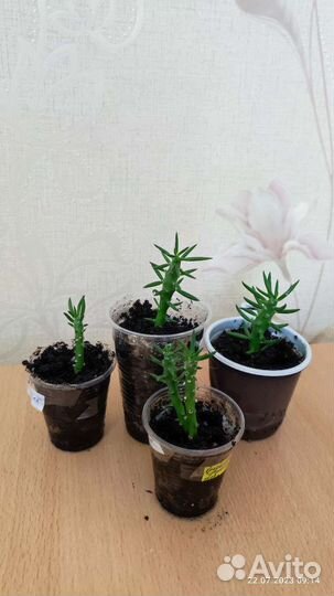 Детки кактуса