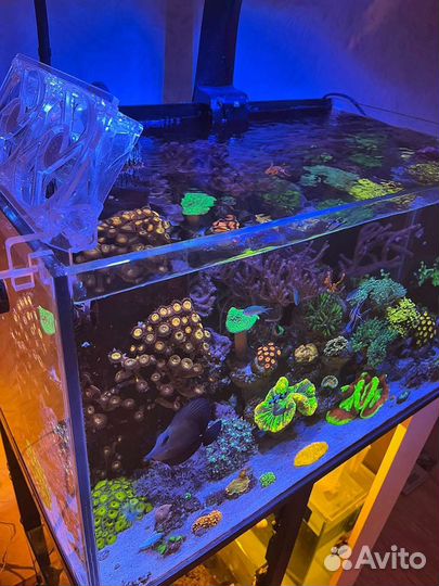 Морской аквариум 220 литров