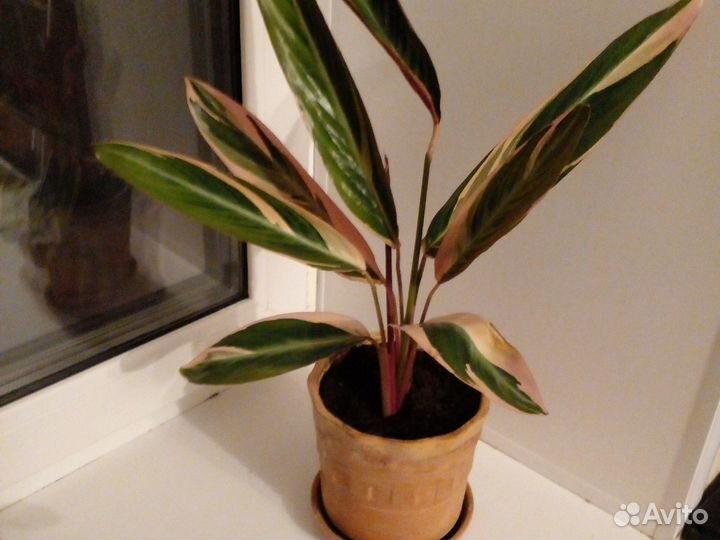 Фикус каучуконосный