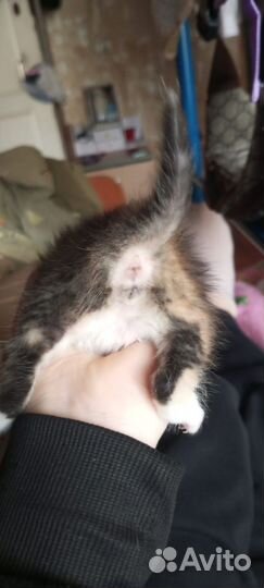 Котятки ищут дом