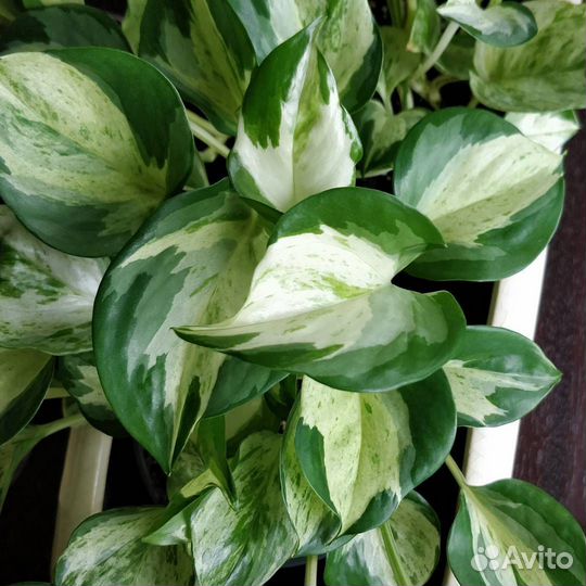 Эпипремнум Марбл эппл (Marble apple) (Хэппи лиф)