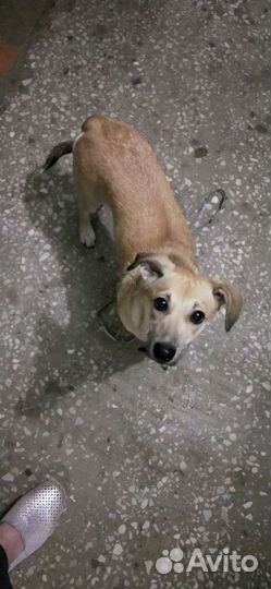 Собака в добрые руки