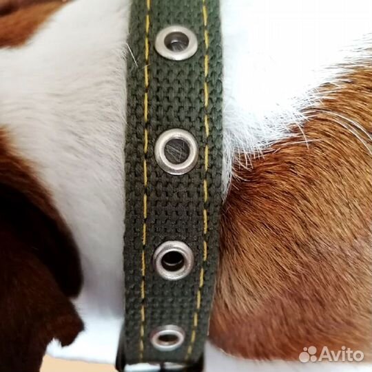 Ошейник