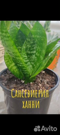 Сансевиерия сортовая