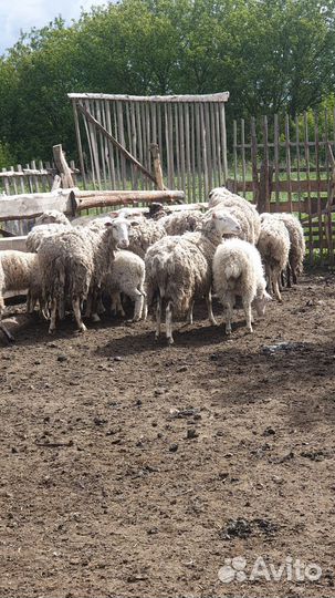 Овцы