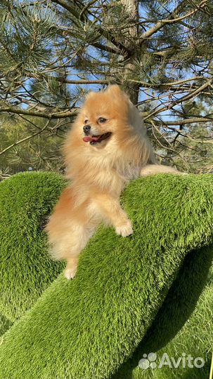 Ищем даму сердца