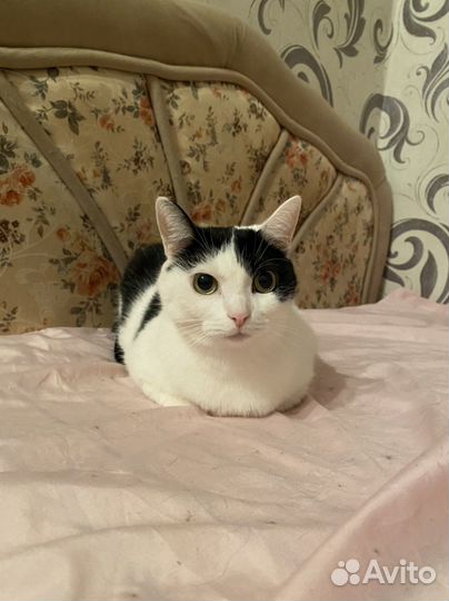 Кошки в добрые руки