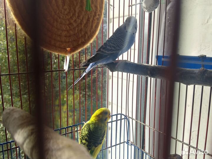 Волнистые попугайчики