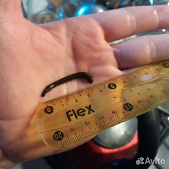 Пиявки