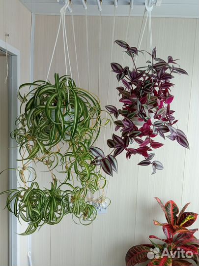 Хлорофитум Бони для дома