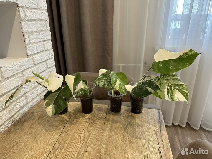 Монстера альба