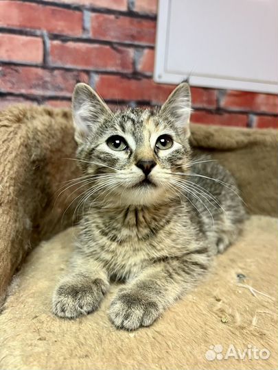 Котенок девочка Соня 2,5 мес ищет дом