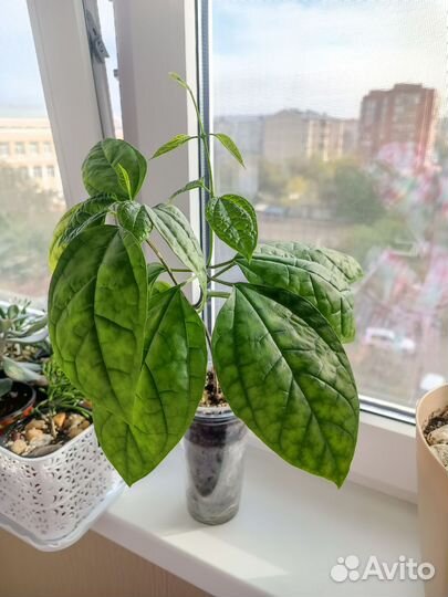 Клеродендрум