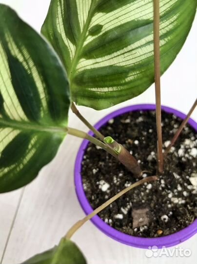 Калатея Макояна