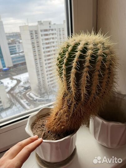 Кактус больщой