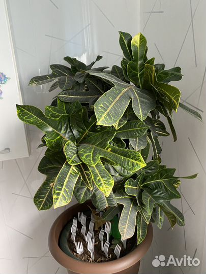 Комнатные цветы кротон