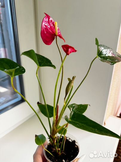 Антуриум Мэйн