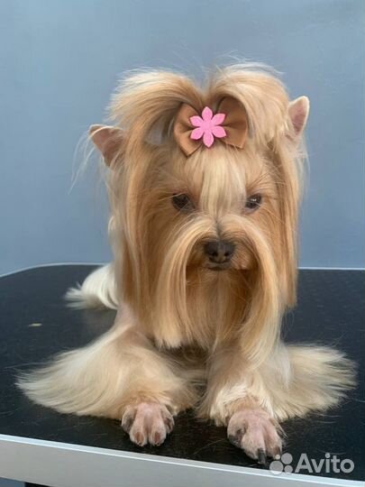 Стрижка собак и кошек