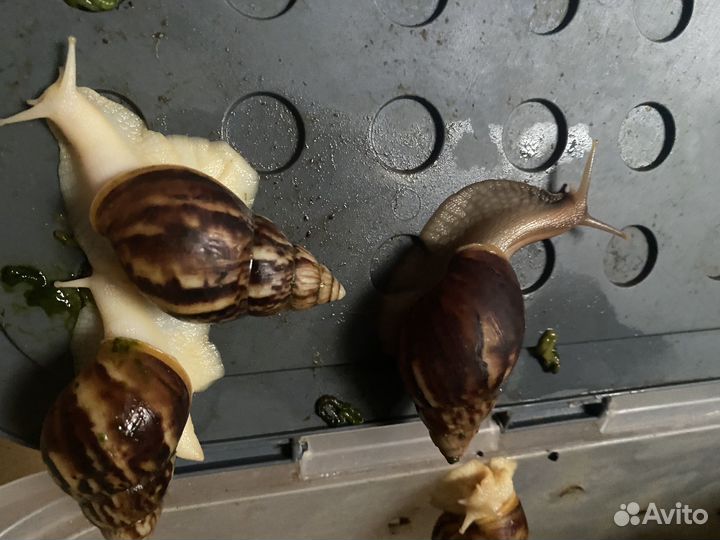 Улитки ахатины