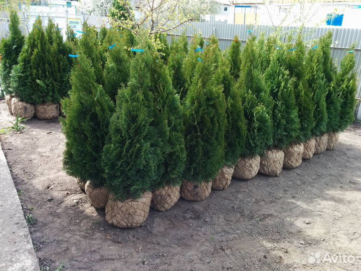 Туя екстра класса