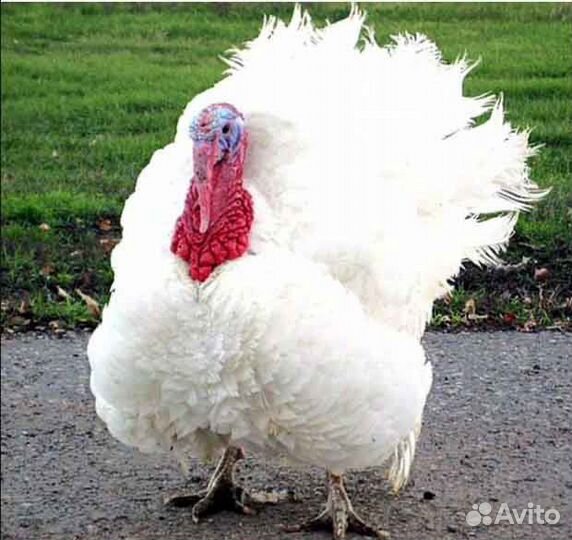 Индюки биг 6, хайбрид