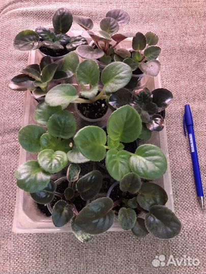 Фиалка наборы, трейлеры, мини, стандарт