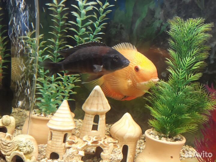 Аквариумная рыбка