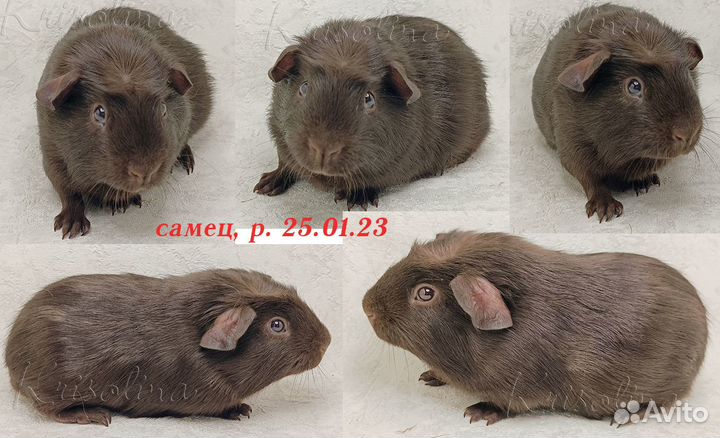 Морские свинки короткошерстные