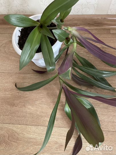 Комнатный цветок Рео (Ладья Моисея)