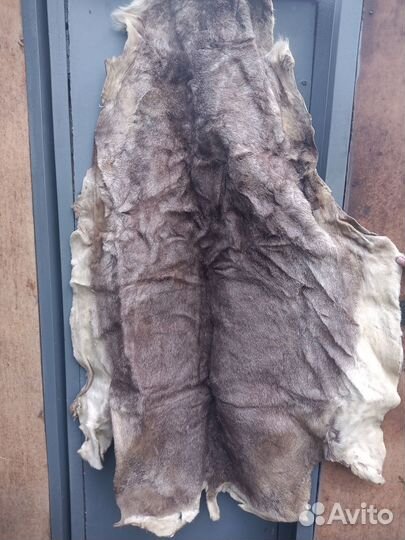 Продам шкуру оленя
