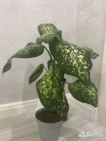 Диффенбахия