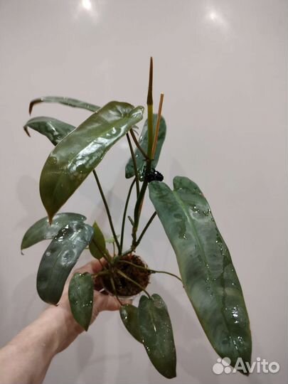 Филодендрон Вайт Визард,алоказия Хетерофилла и др