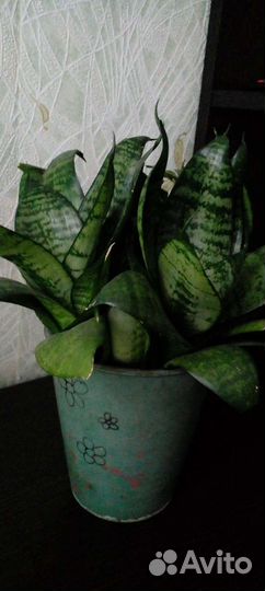 Комнатные цветы