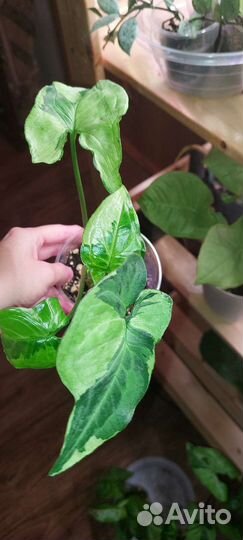 Сингониумы сортовые