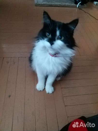 Кошечка в добрые руки