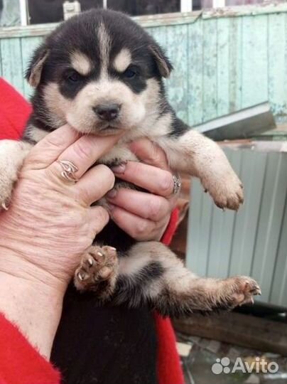 Сибирский хаски