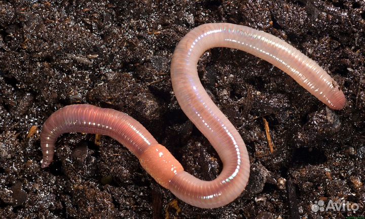 Черви для рыбалки