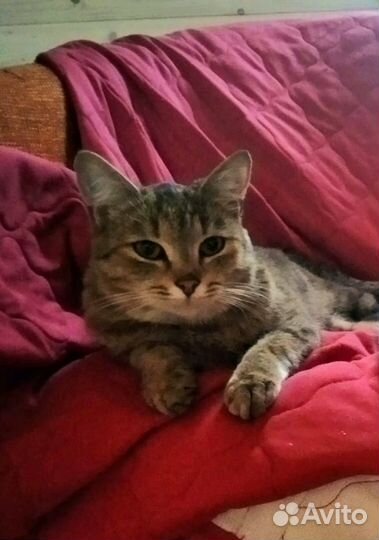 Спасенная ласковая кошечка в поисках дома