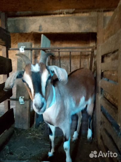 Молодая козочка