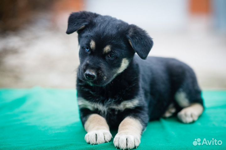 Щенок в добрые руки бесплатно