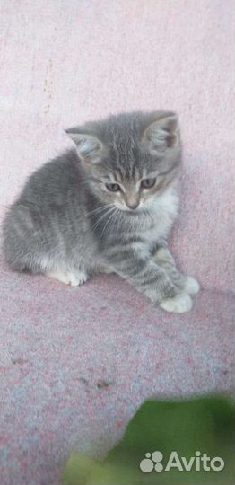 Кошки в добрые руки бесплатно