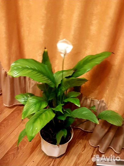 Спатифиллум женское счастье