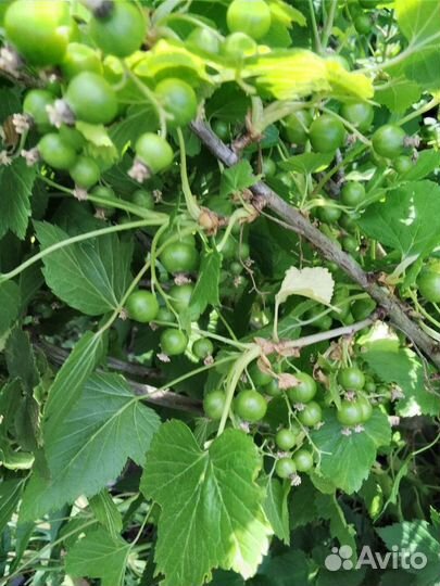 Смородина черная саженцы