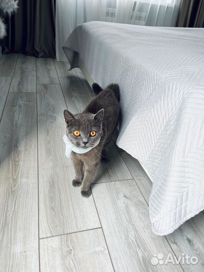 Британская кошка