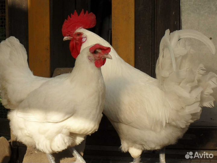 Бресс Гальские (французские мясные: цыплята,яйцо)