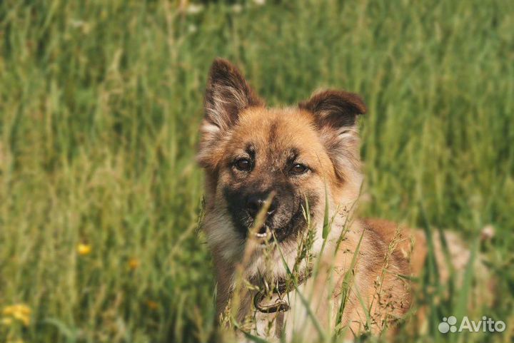 Собака из приюта